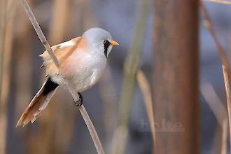 Bartmeise (Panurus biarmicus)