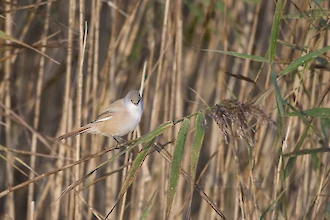 Bartmeise (Panurus biarmicus)