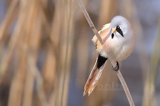 Bartmeise (Panurus biarmicus)