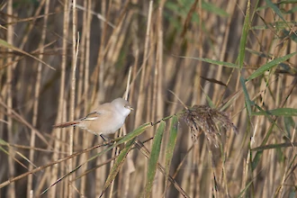 Bartmeise (Panurus biarmicus)