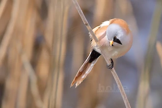 Bartmeise (Panurus biarmicus)