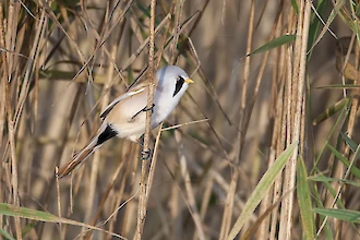 Bartmeise (Panurus biarmicus)