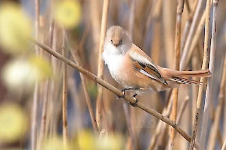 Bartmeise (Panurus biarmicus)