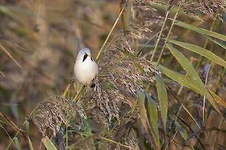 Bartmeise (Panurus biarmicus)