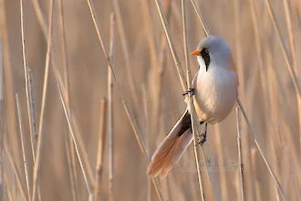 Bartmeise (Panurus biarmicus)