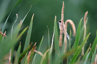 Beutelmeise (Remiz pendulinus)