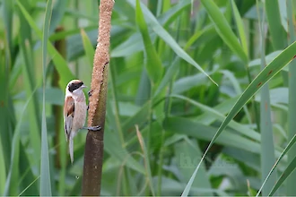 Beutelmeise (Remiz pendulinus)