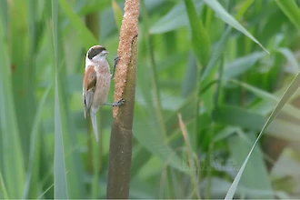 Beutelmeise (Remiz pendulinus)