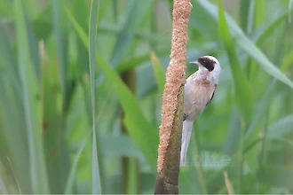 Beutelmeise (Remiz pendulinus)