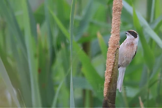 Beutelmeise (Remiz pendulinus)