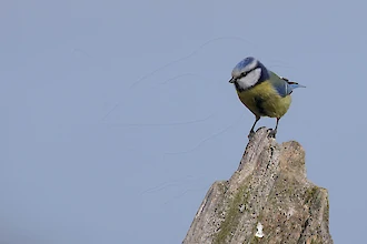 Blaumeise (Cyanistes caeruleus)