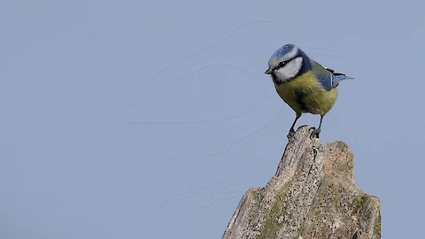 Blue tit (Cyanistes caeruleus)