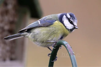 Blaumeise (Cyanistes caeruleus)