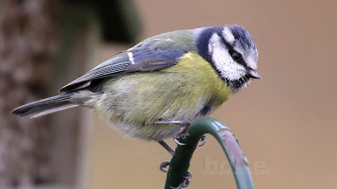 Blue tit (Cyanistes caeruleus)