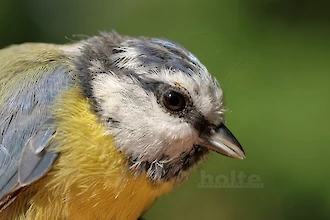 Blaumeise (Cyanistes caeruleus)