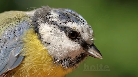 Blue tit (Cyanistes caeruleus)