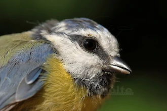 Blaumeise (Cyanistes caeruleus)