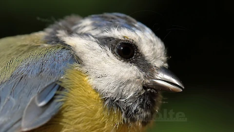 Blue tit (Cyanistes caeruleus)