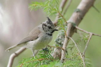 Haubenmeise (Lophophanes cristatus)