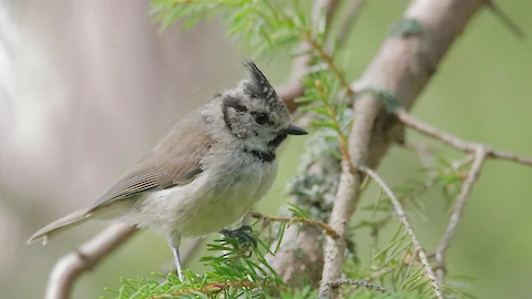 Crested tit (Lophophanes cristatus)