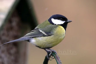 Kohlmeise (Parus major)
