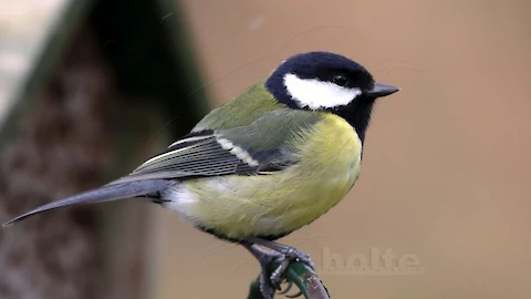 Great tit (Parus major)