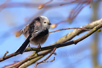 Schwanzmeise (Aegithalos caudatus)