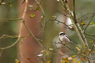 Schwanzmeise (Aegithalos caudatus)