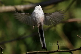 Schwanzmeise (Aegithalos caudatus)