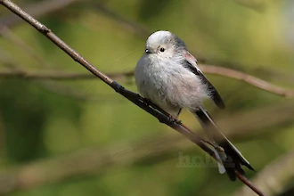 Schwanzmeise (Aegithalos caudatus)