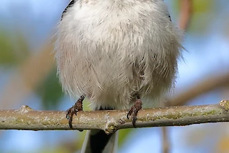Long-tailed tit (Aegithalos caudatus)