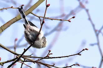 Schwanzmeise (Aegithalos caudatus)