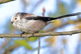 Schwanzmeise (Aegithalos caudatus)