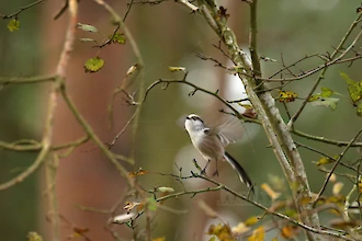 Schwanzmeise (Aegithalos caudatus)