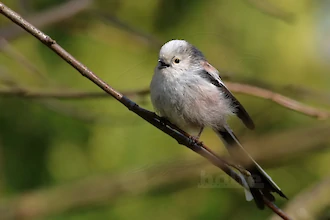 Schwanzmeise (Aegithalos caudatus)