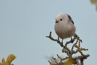 Schwanzmeise (Aegithalos caudatus)