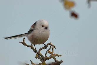 Schwanzmeise (Aegithalos caudatus)