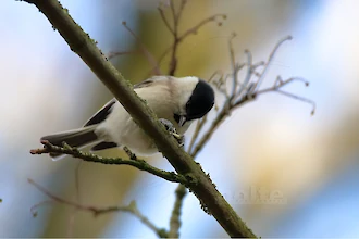 Sumpfmeise (Poecile palustris)