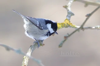 Tannenmeise (Periparus ater)