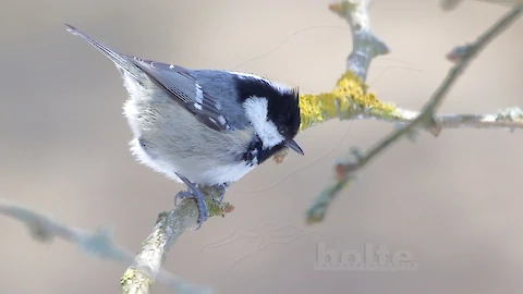Coal tit (Periparus ater)