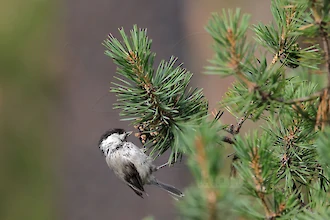 Weidenmeise (Poecile montanus)