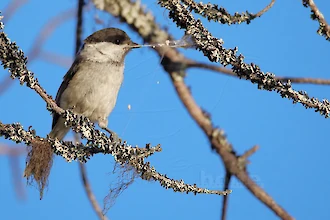 Weidenmeise (Poecile montanus)