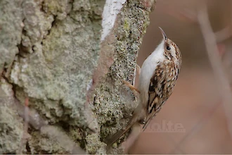 Eurasian treecreeper (Certhia familiaris)