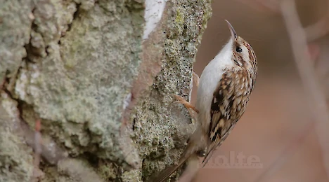 Kleiber & Baumläufer