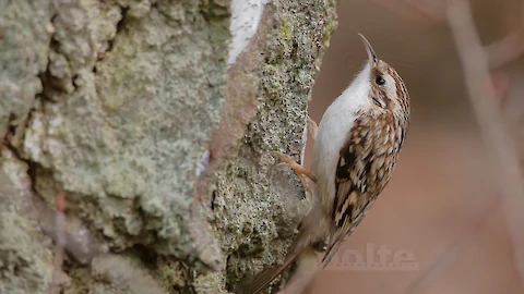Eurasian treecreeper (Certhia familiaris)