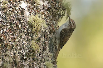 European treecreeper (Certhia familiaris)