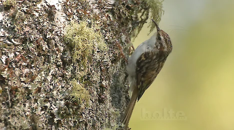 Kleiber & Baumläufer