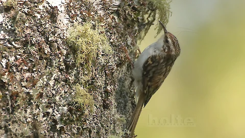 European treecreeper (Certhia familiaris)