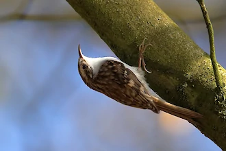Eurasian treecreeper (Certhia familiaris)