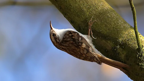 Eurasian treecreeper (Certhia familiaris)